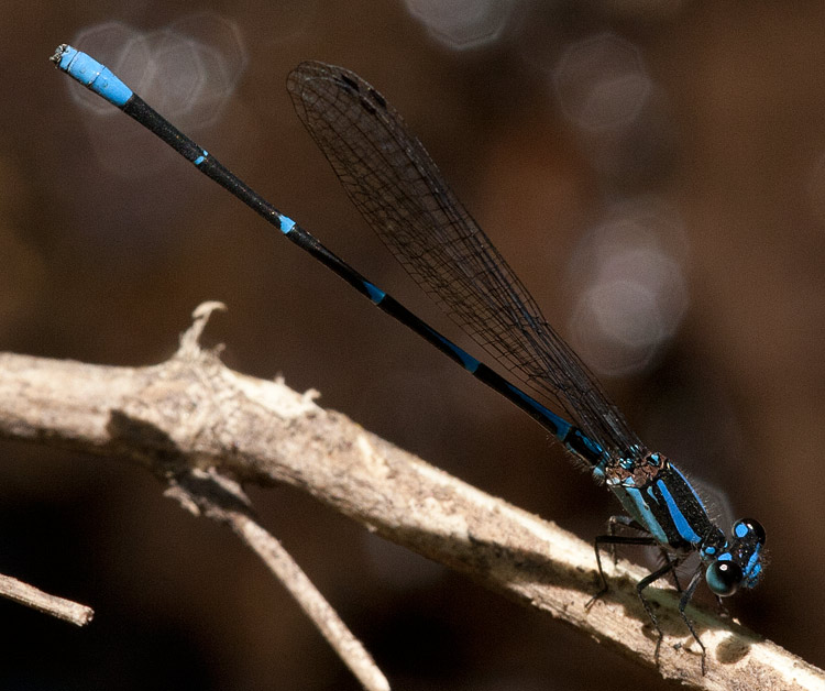 Argia oculata