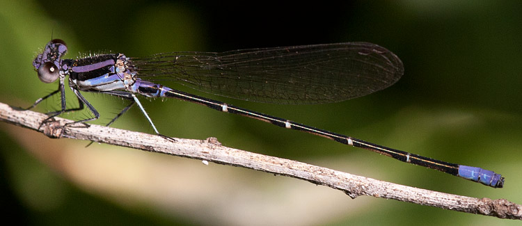 Argia pulla