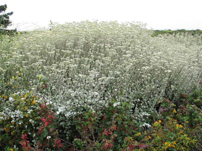 Helichrysum petiolare Helichrysum petiolare