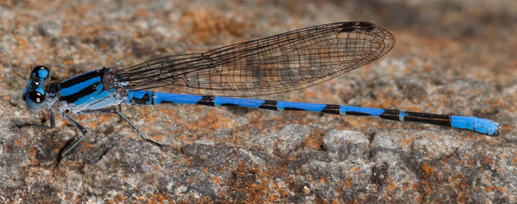 Argia carlcooki