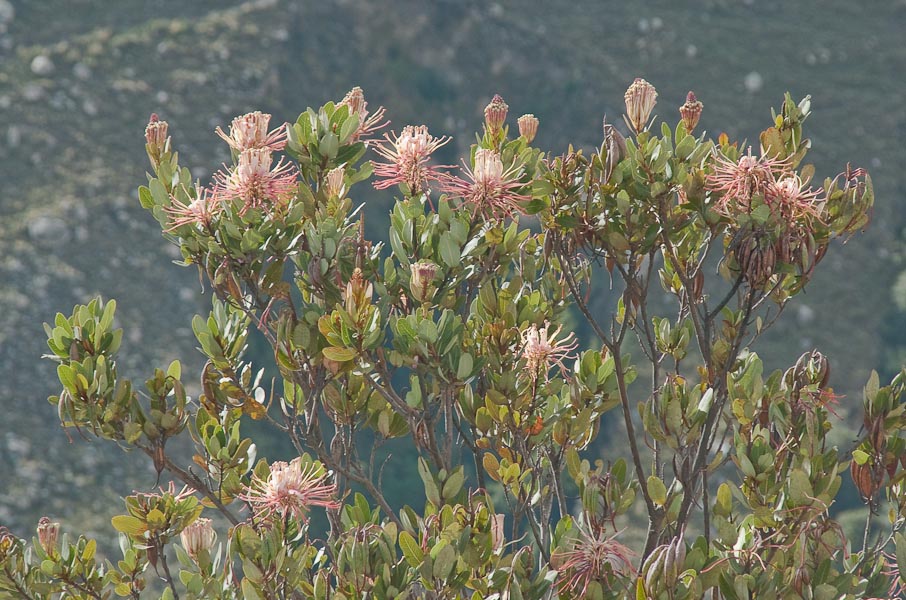 Oreocallis grandiflora
