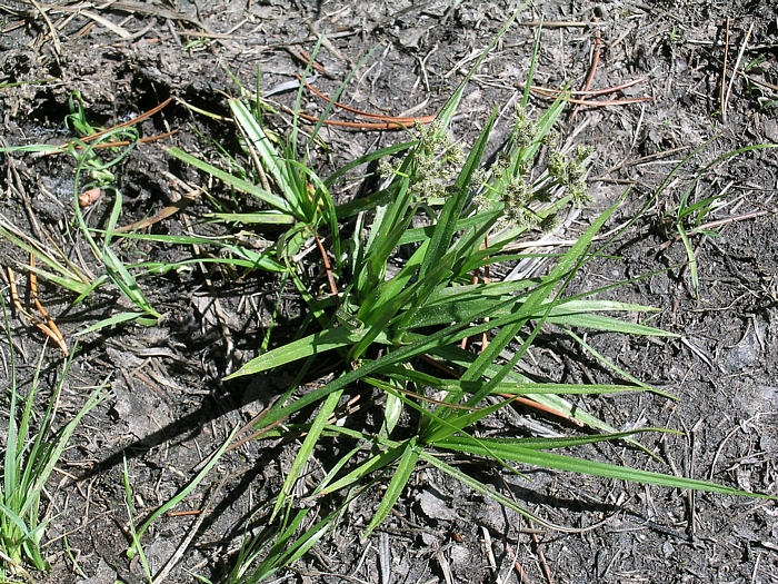 Scirpus microcarpus Scirpus microcarpus