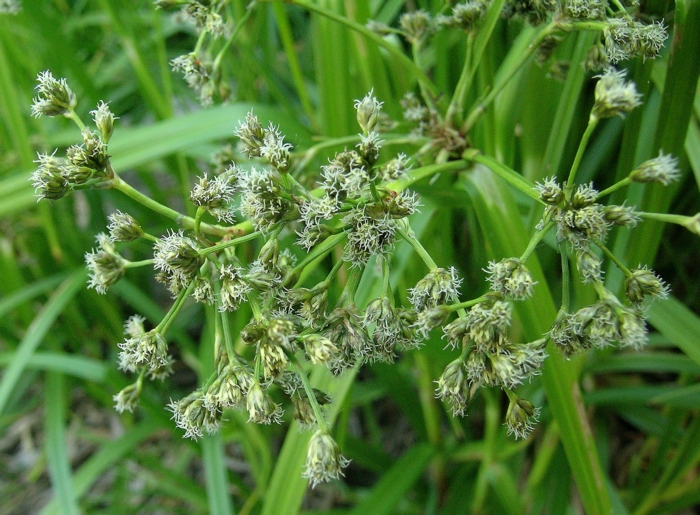 Scirpus microcarpus Scirpus microcarpus
