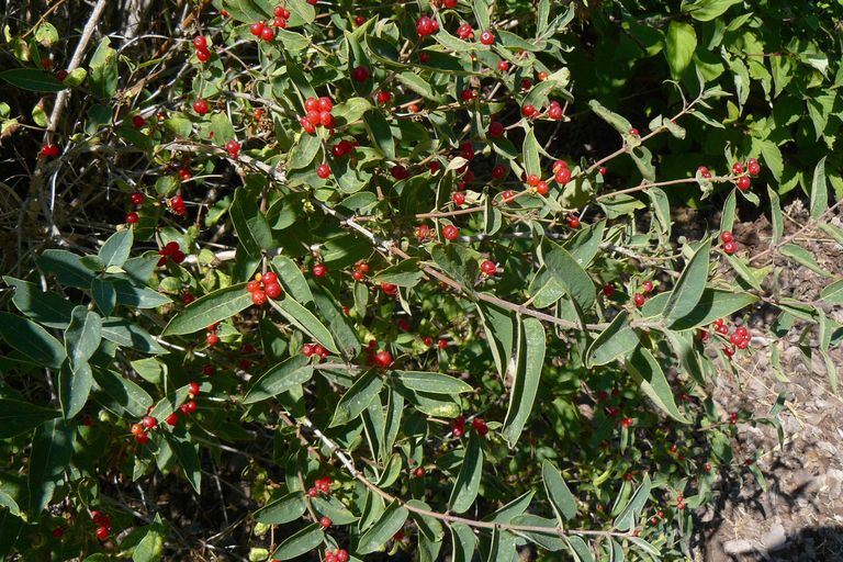 Shepherdia canadensis