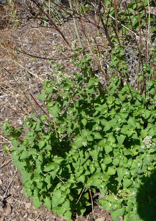 Nepeta cataria