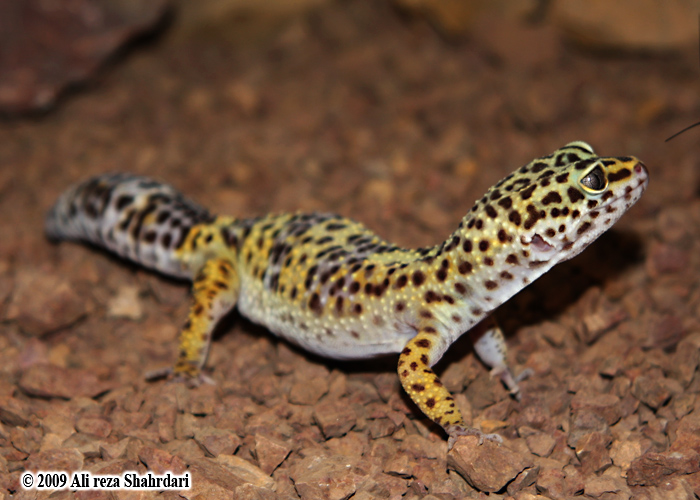 Eublepharis turcmenicus Eublepharis turcmenicus
