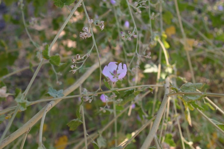 Malacothamnus fasciculatus var. laxiflorus