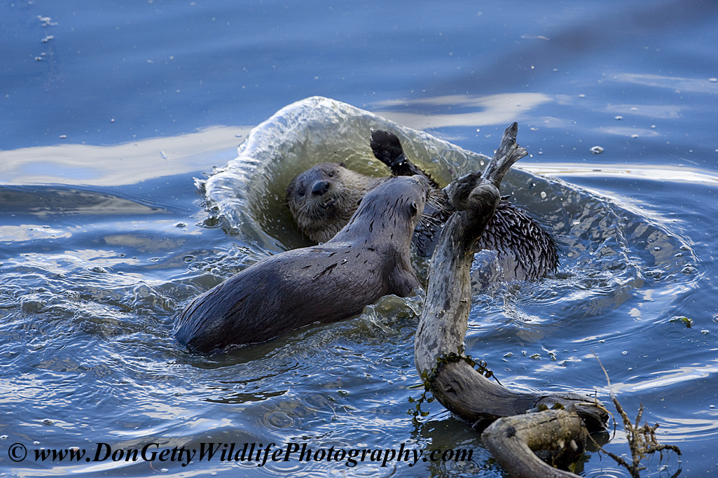 Lontra canadensis