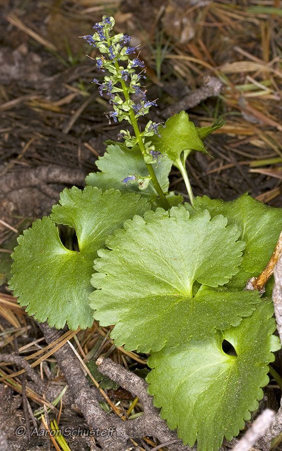 Synthyris missurica