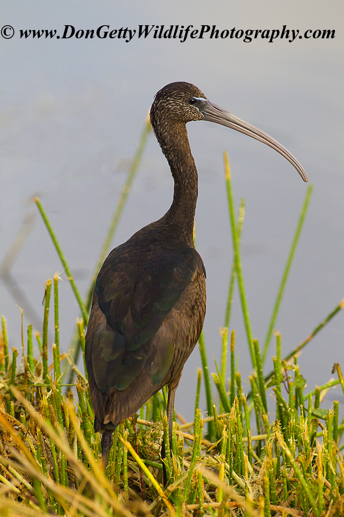 Plegadis falcinellus