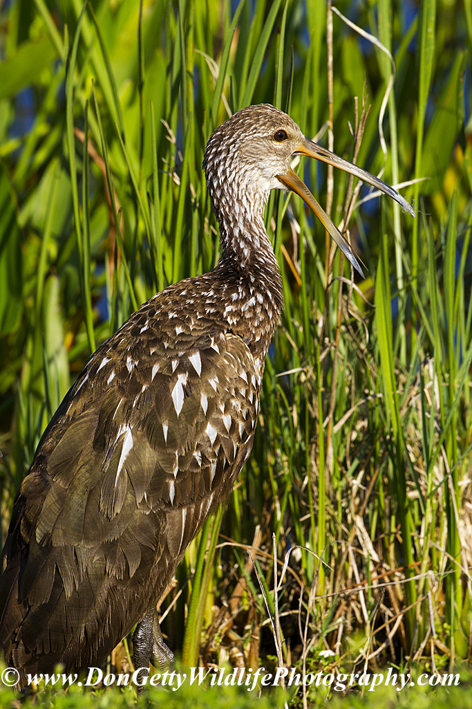 Aramus guarauna