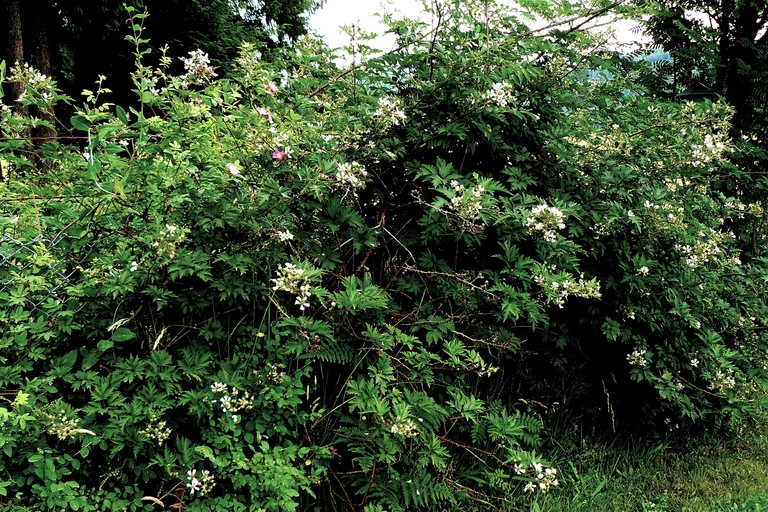 Rubus laciniatus