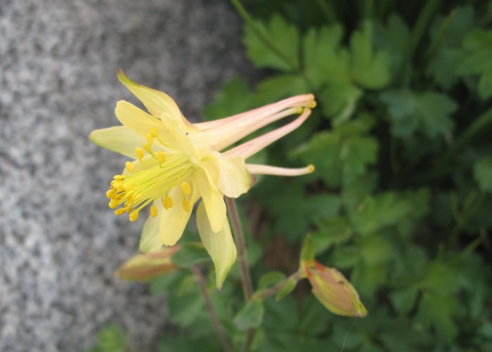 Aquilegia pubescens