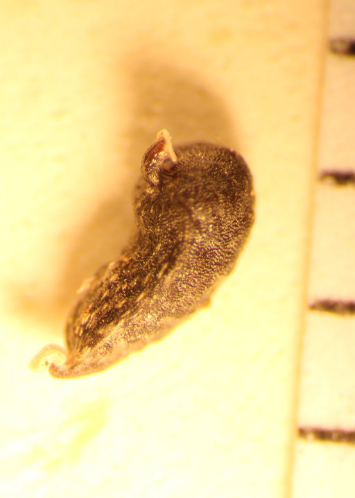 Deinandra increscens ssp. villosa