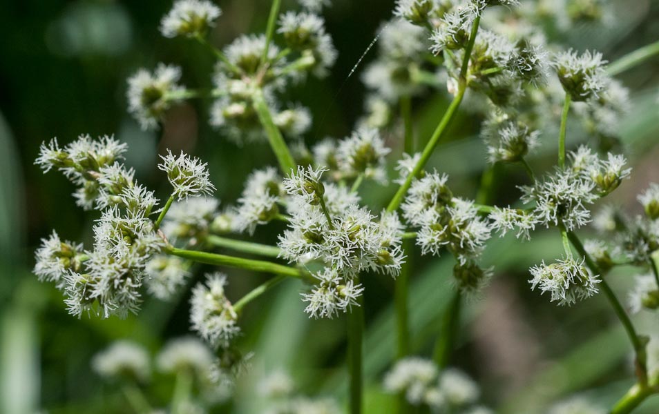 Scirpus microcarpus Scirpus microcarpus