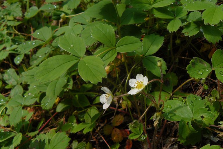 Fragaria vesca ssp. bracteata