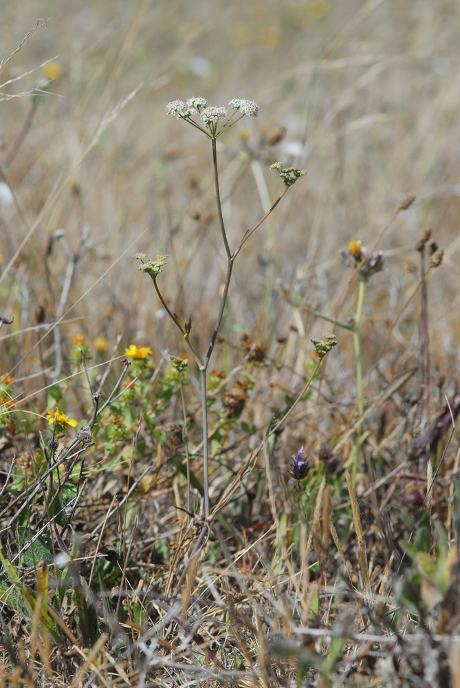 Perideridia gairdneri ssp. gairdneri
