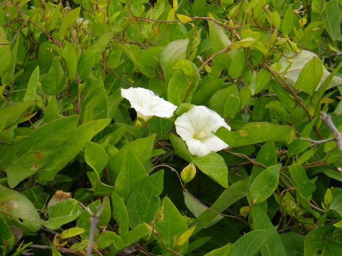 Calystegia sepium ssp. binghamiae