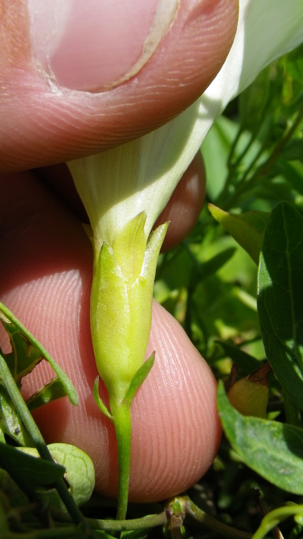 Calystegia sepium ssp. binghamiae