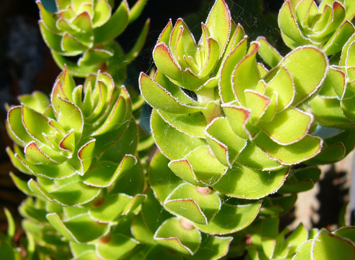 Crassula undulata