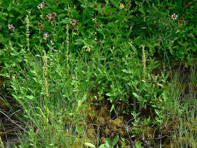 Platanthera stricta