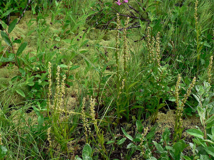 Platanthera stricta