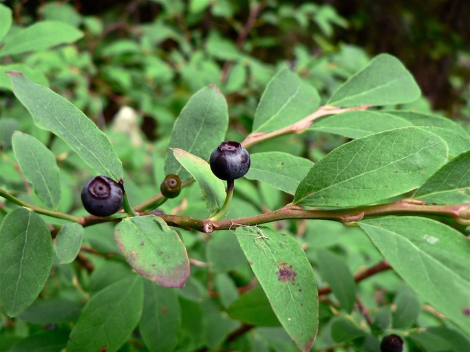 Vaccinium ovalifolium