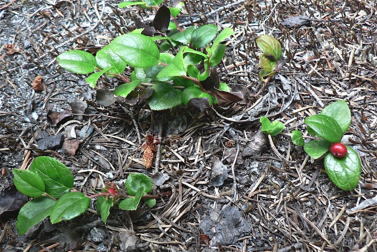 Gaultheria humifusa