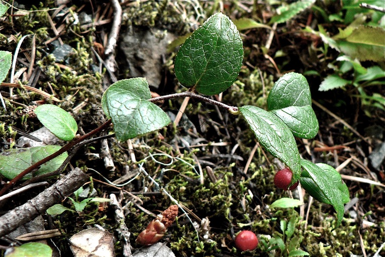 Gaultheria humifusa