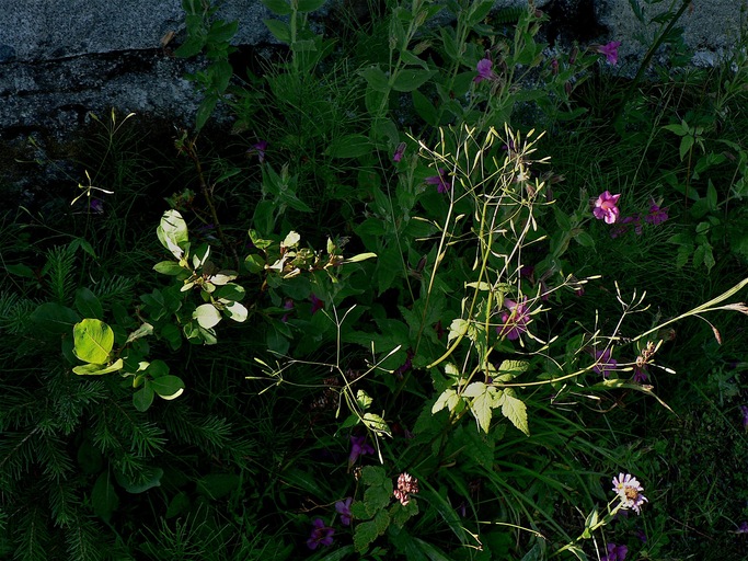 Osmorhiza depauperata
