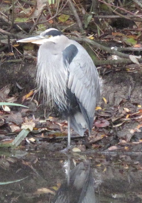 Ardea herodias Ardea herodias