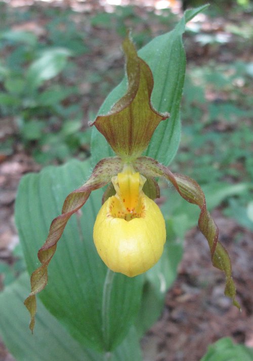 Cypripedium parviflorum var. parviflorum