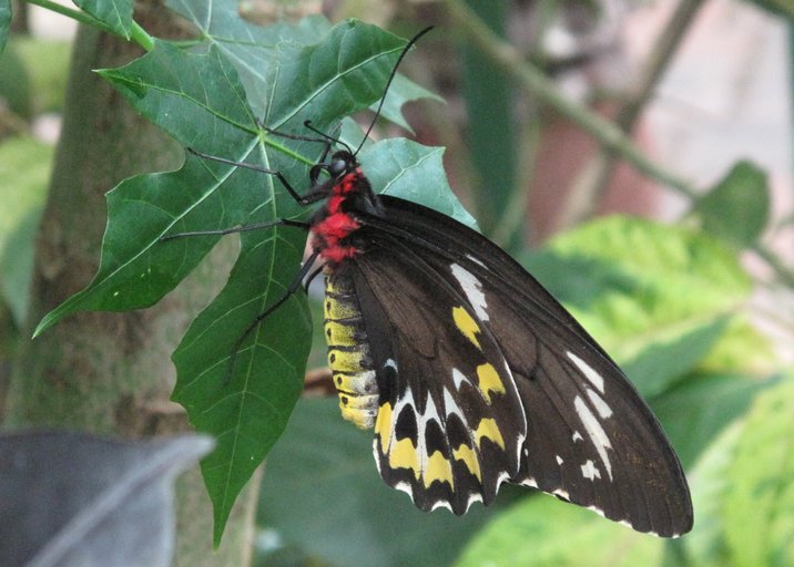 Papilio sp. Papilio sp.