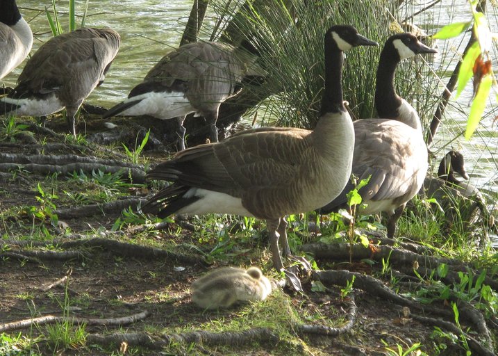 Branta canadensis Branta canadensis