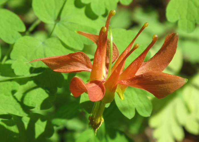 Aquilegia formosa Aquilegia formosa