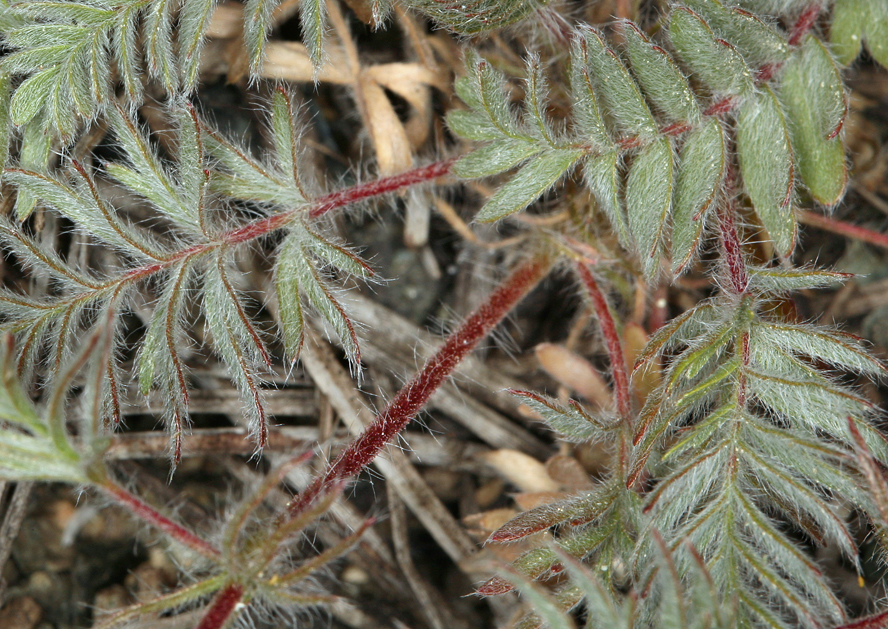 Horkelia daucifolia