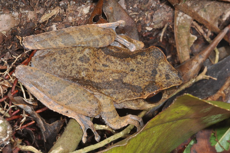 Pseudophilautus papillosus