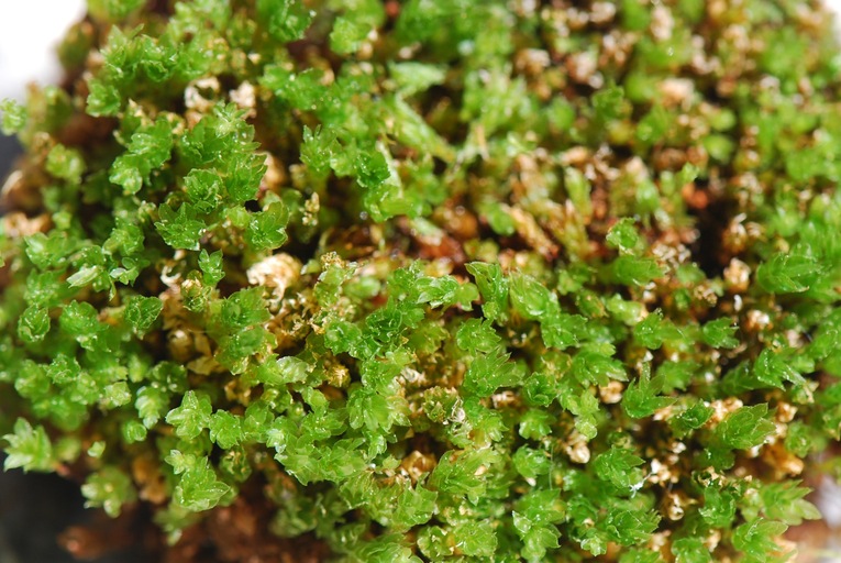 Mnium thomsonii