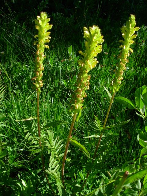 Pedicularis bracteosa var. flavida