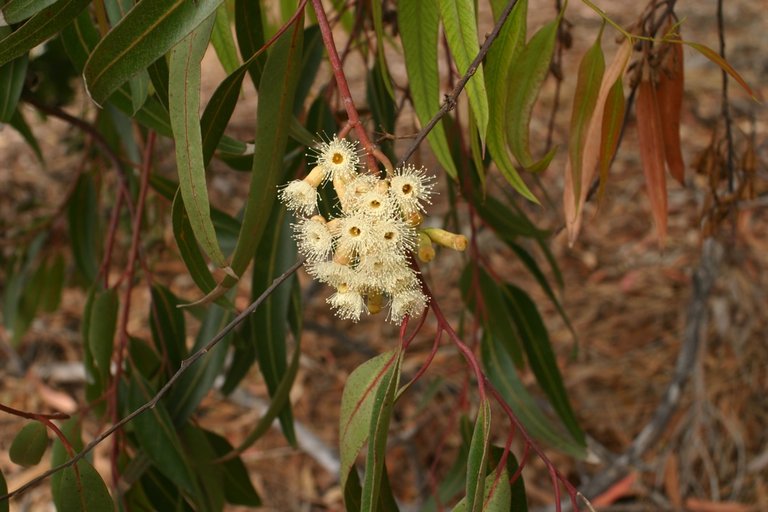 Eucalyptus cladocalyx