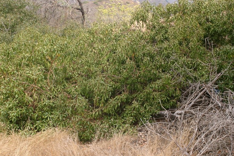 Myoporum laetum Myoporum laetum