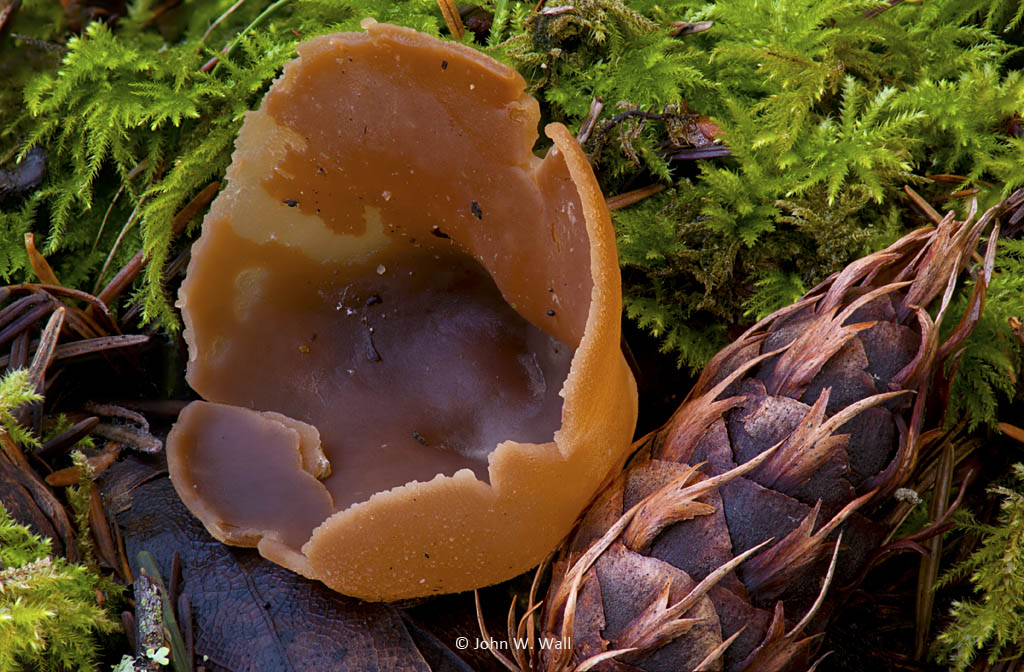 Otidea onotica Otidea onotica