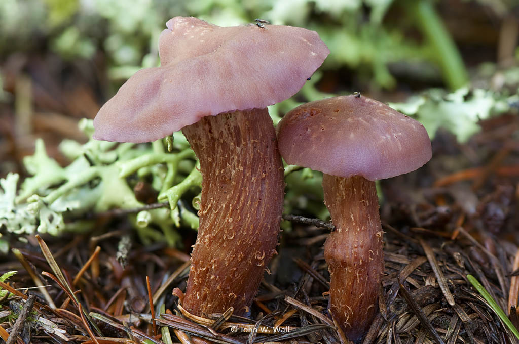 Laccaria amethysteo-occidentalis