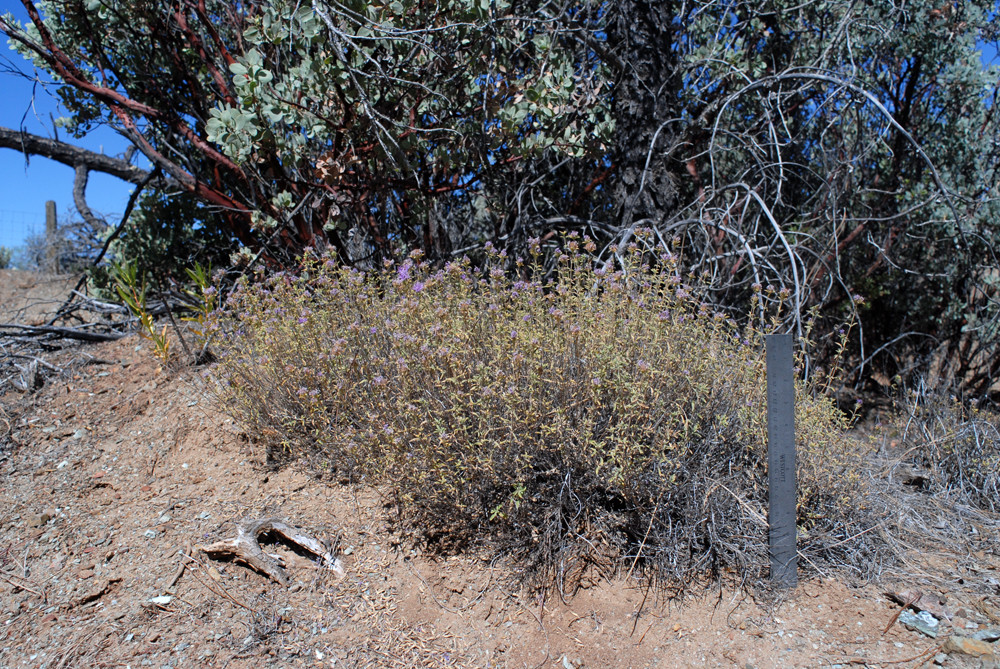 Monardella villosa ssp. villosa
