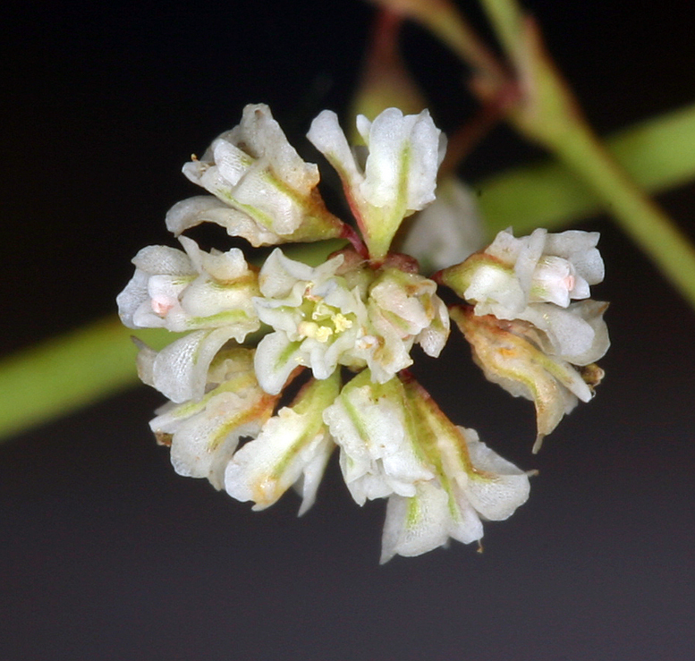 Eriogonum cernuum