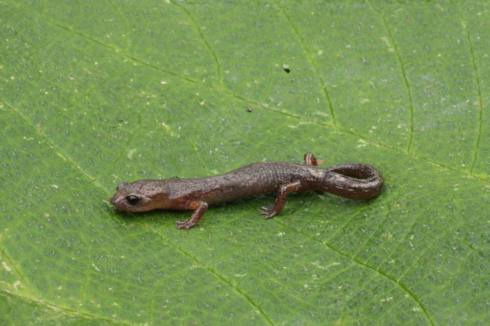 Bolitoglossa suchitanensis