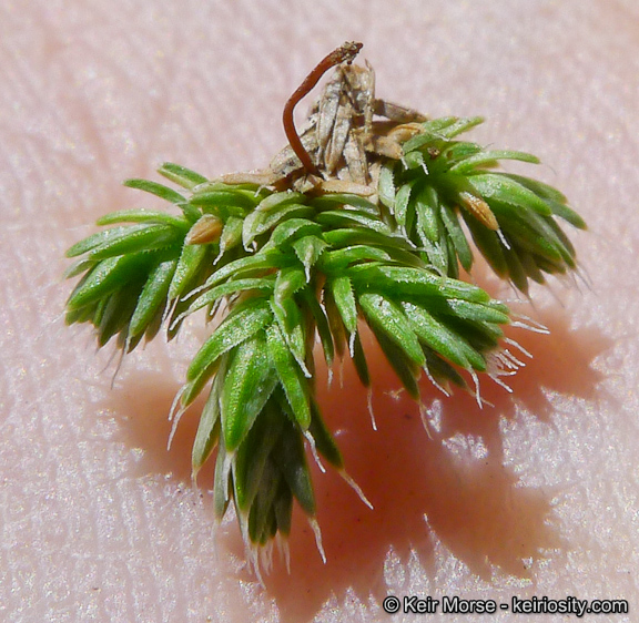 Selaginella asprella