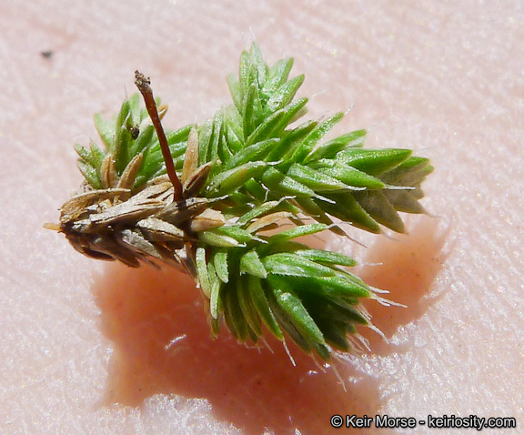 Selaginella asprella