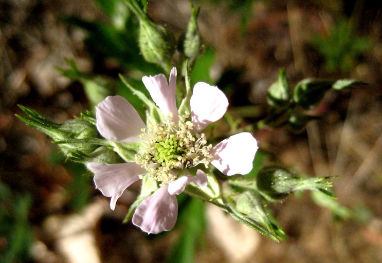Rubus laciniatus