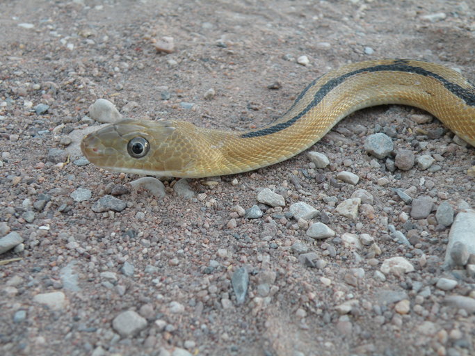 Bogertophis subocularis Bogertophis subocularis